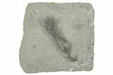 Fossil Crinoid (Parisocrinus) - Crawfordsville, Indiana #263095-1